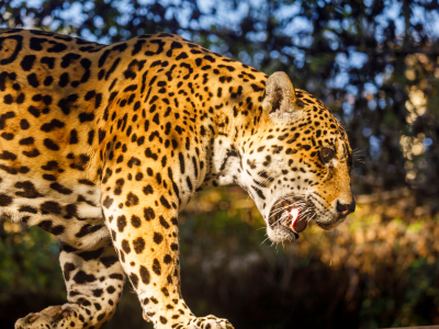 Jaguar in the Pantanal Wetlands