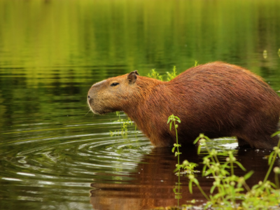 Capybara in the Pantanal Wetlands