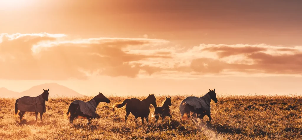 Horses running through the Australian outback