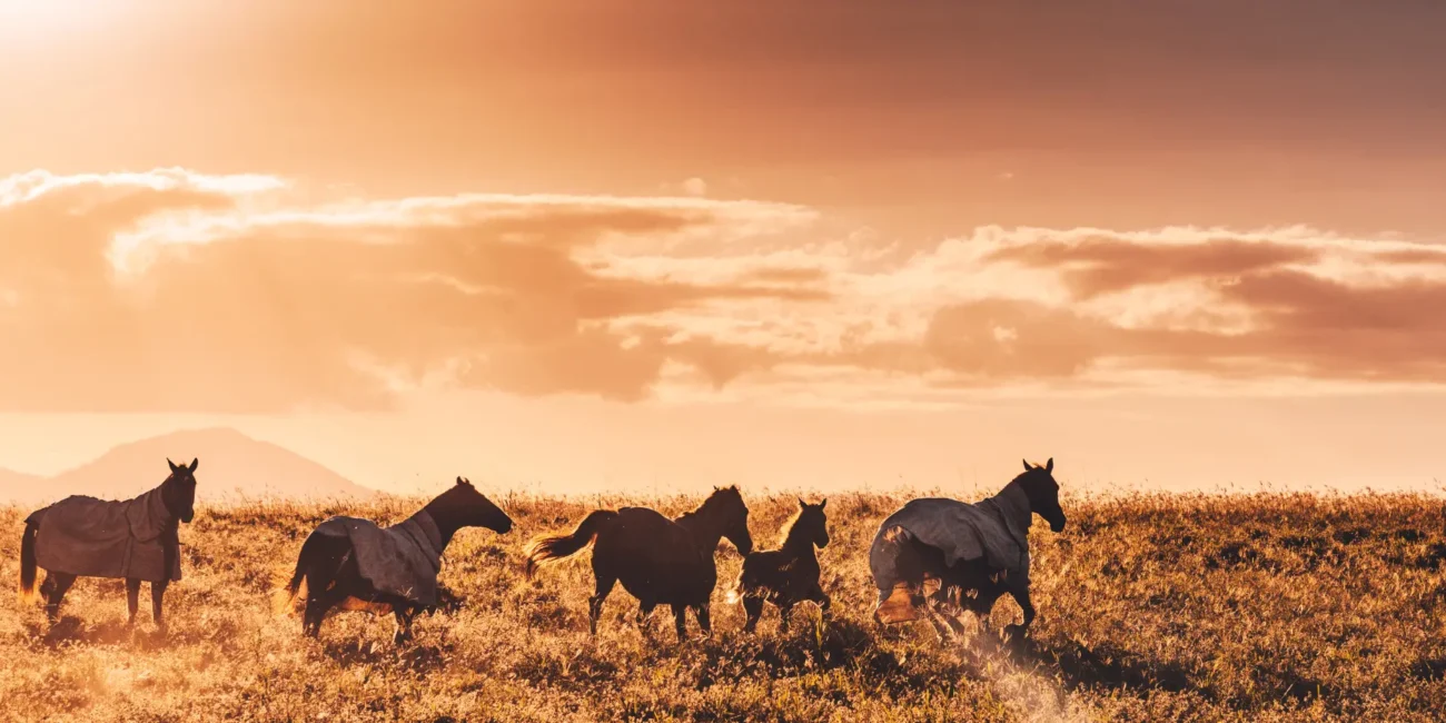 Horses running through the Australian outback