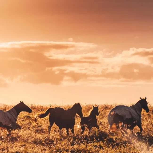 Horses running through the Australian outback