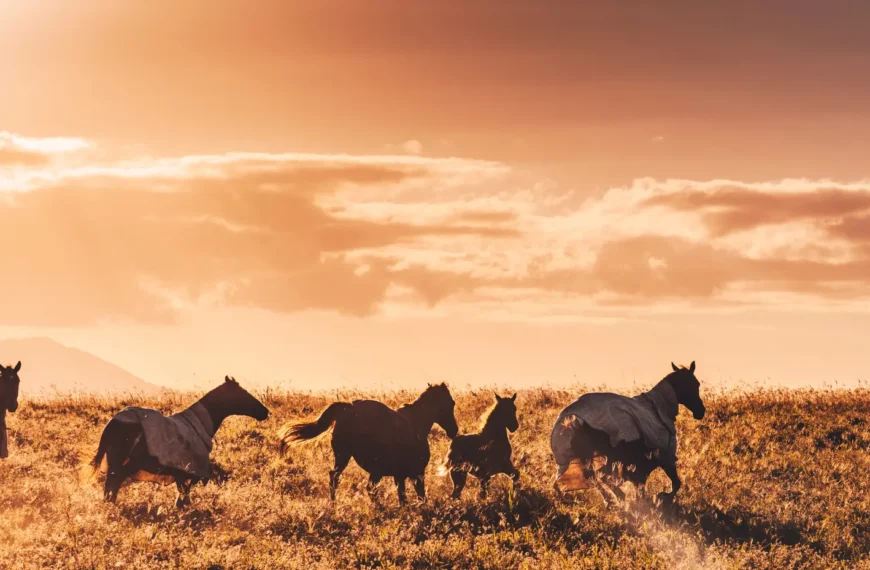 Horses running through the Australian outback
