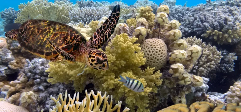 Turtle swimming in the Great Barrier Reef in Australia