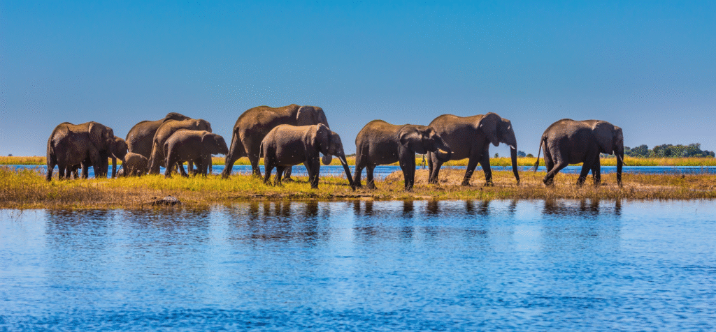 Wildlife safari elephant encounter in Botswana