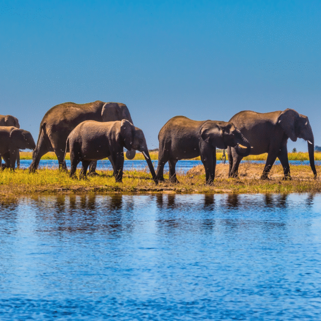Wildlife safari elephant encounter in Botswana