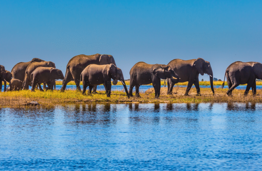 Wildlife safari elephant encounter in Botswana