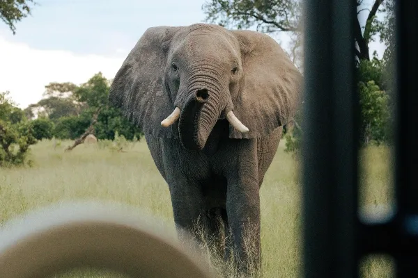 Exploring the wildlife - Elephant on reserve
