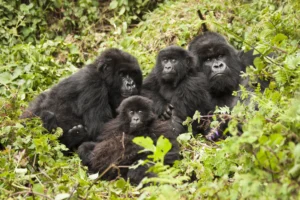 A gorilla family in the jungle, protected by conservation in Rwanda