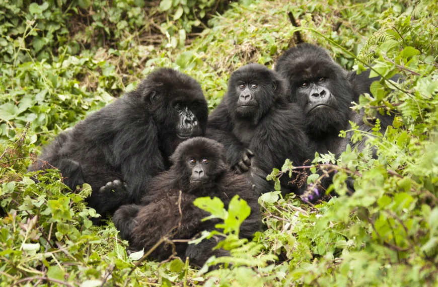 A gorilla family in the jungle, protected by conservation in Rwanda