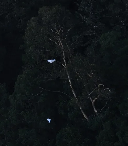 Florishing wildlife in australia