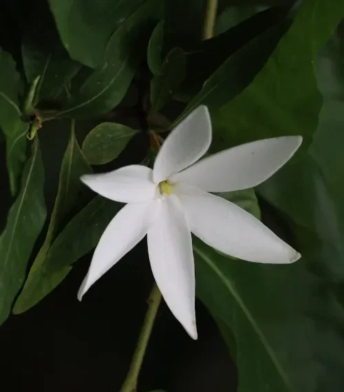 Flowers in Australia