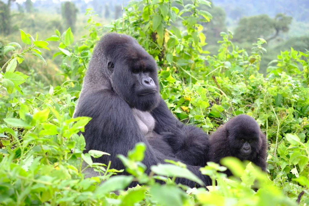 Family of gorillas in an area protected by conservation efforts in Rwanda
