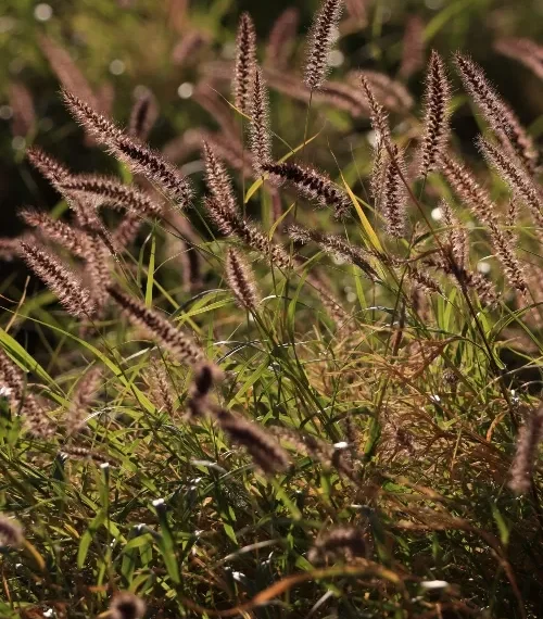 Grasslands regenerating through conservation