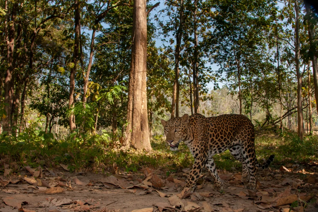 Indochinese Leopard - an endangered species in Asia