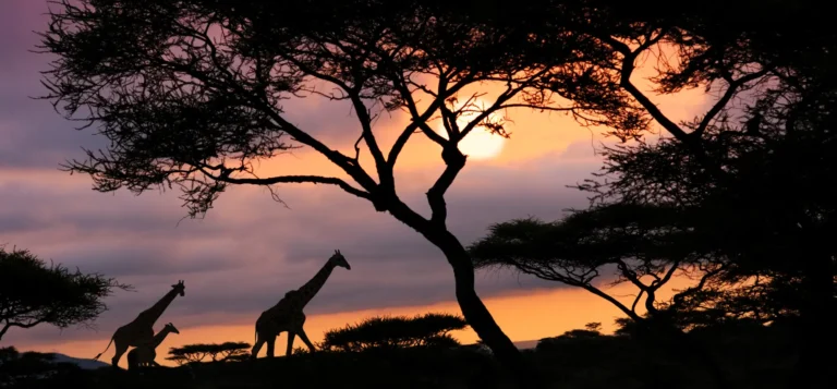 Giraffe walking at sunset seen from a night safari in Tanzania
