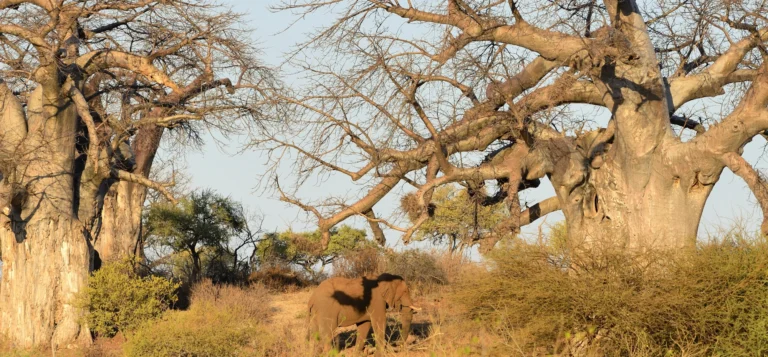 Lone elephant standing under baobab trees in Kruger National Park