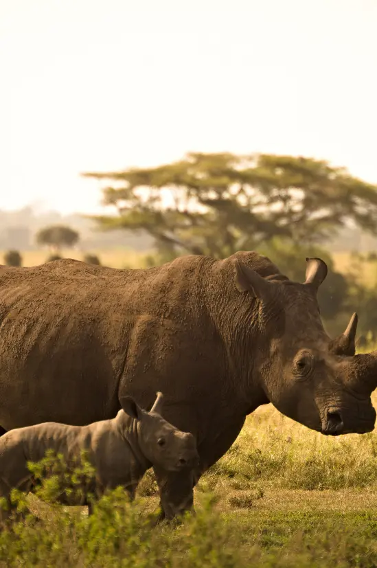 Wildlife safari encounters at sunset in Kenya