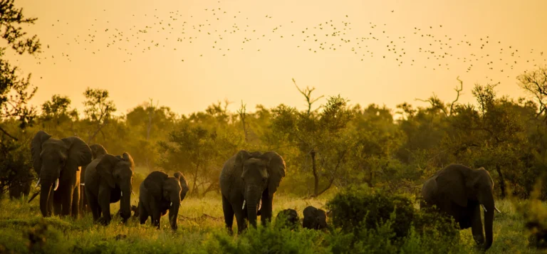 Elephants walking at sunset in Kruger, a result of animal conservation in south africa