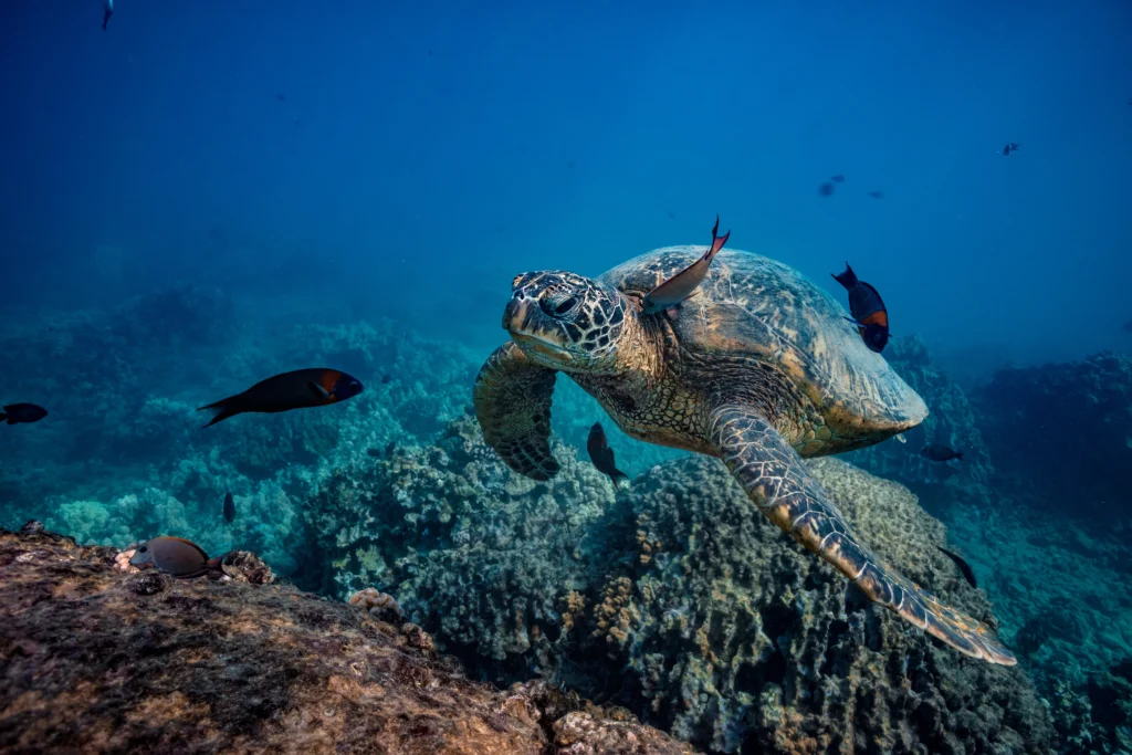 Sea Turtles are one of the core species protected by Seychelles conservation efforts