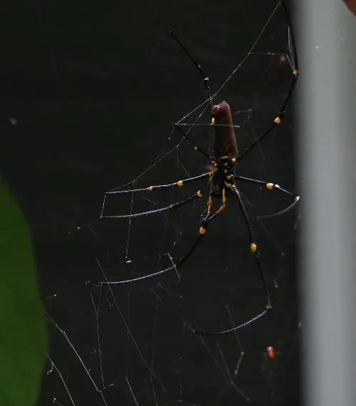 Spiders in Australia
