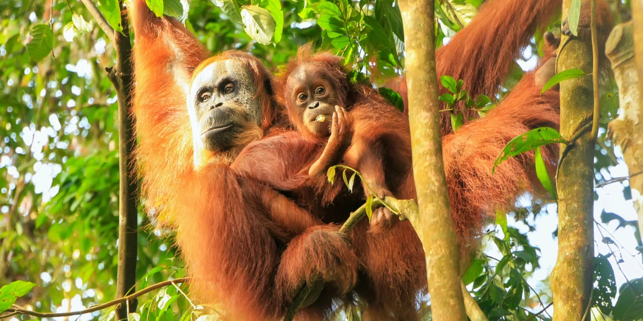A Sumatran Orangutan with her child in the trees of Malaysia