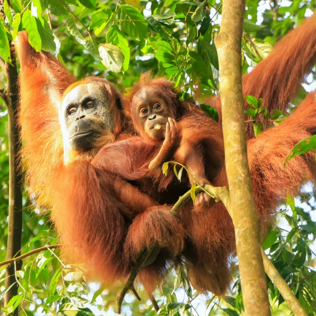 A Sumatran Orangutan with her child in the trees of Malaysia
