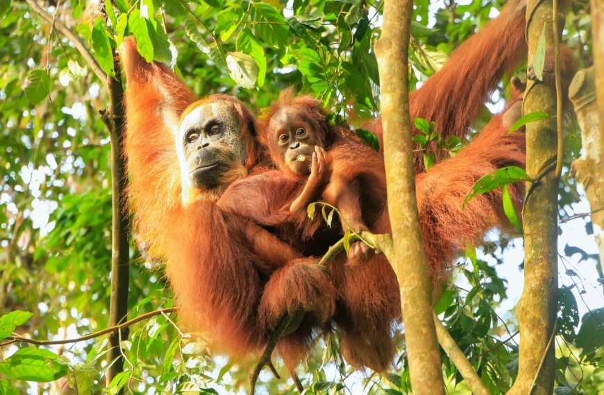 A Sumatran Orangutan with her child in the trees of Malaysia