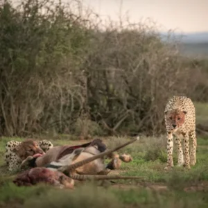 Touring South Africa with a cheetha kill sighting