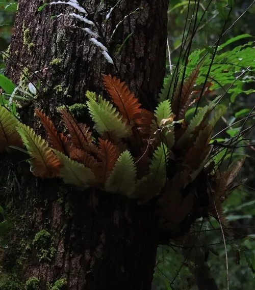 Vegitation in the australian rainforests