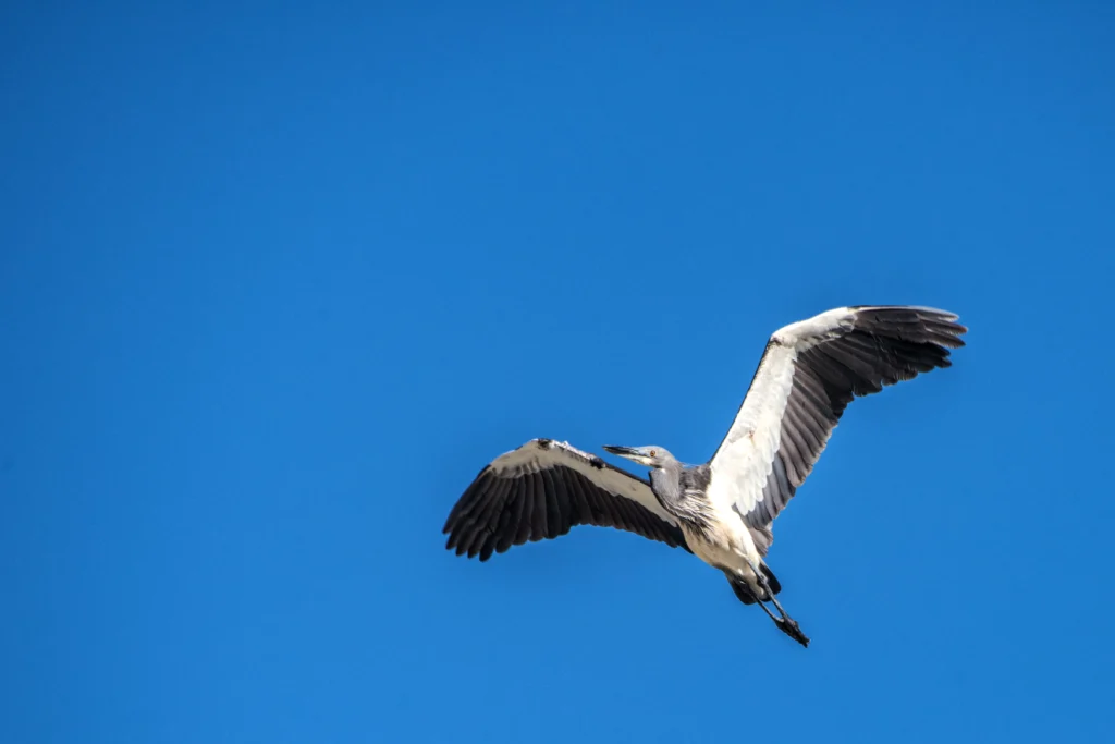 White Bellied Heron - an endangered species in Asia