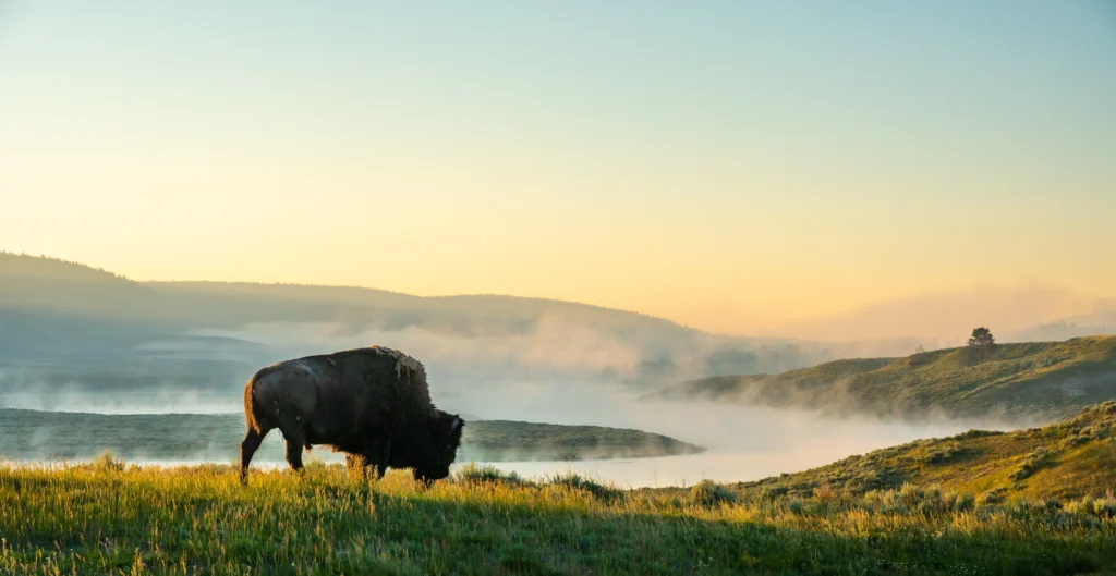 A bison grazing on a misty morning in Yellowstone - one of North America's best national parks