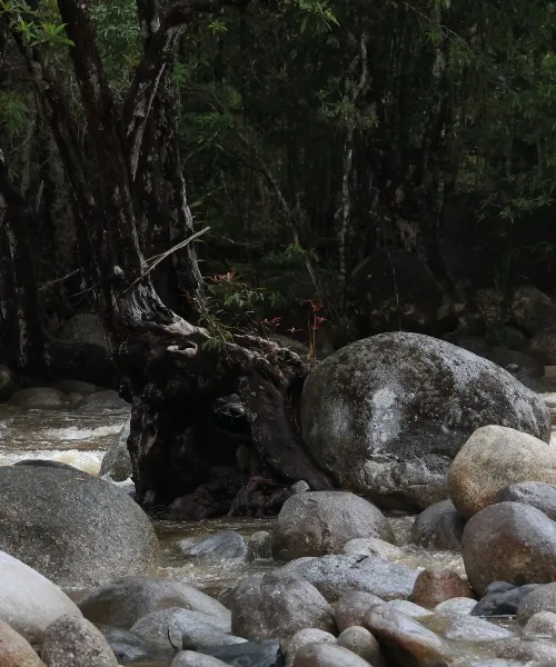 river in the rainforest