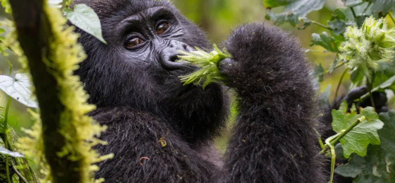 A gorilla eating seen on a gorilla trekking trip, an iconic wildlife safari encounter in Uganda