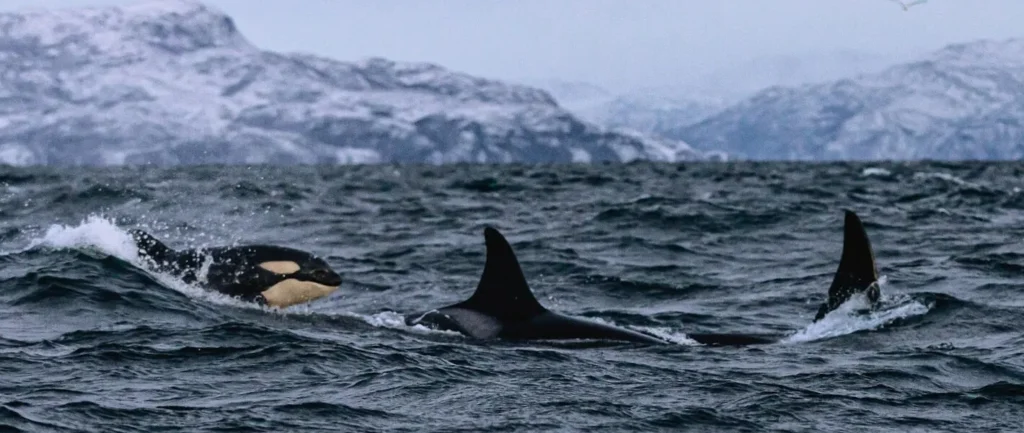 A Norwegian Journey - Killer whale sightings in Norway on your travels.