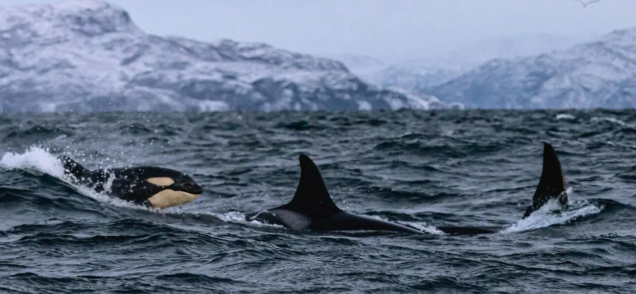 A Norwegian Journey - Killer whale sightings in Norway on your travels.