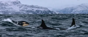 A Norwegian Journey - Killer whale sightings in Norway on your travels.