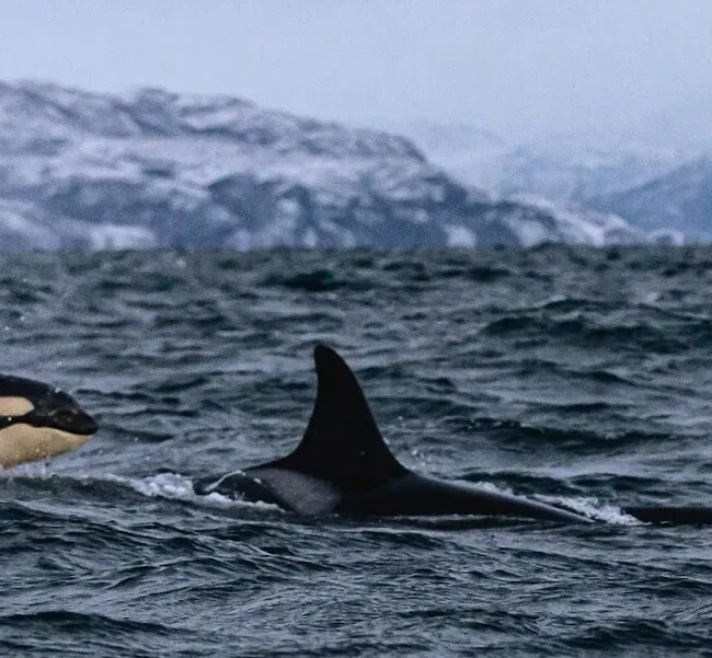 A Norwegian Journey - Killer whale sightings in Norway on your travels.