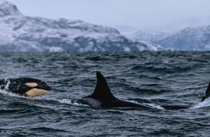 A Norwegian Journey - Killer whale sightings in Norway on your travels.