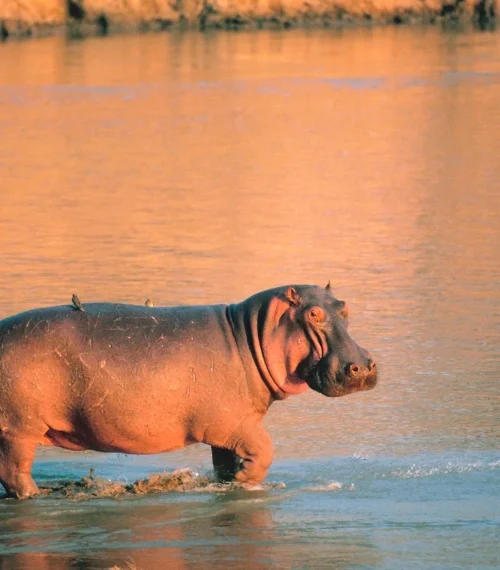 Hippo entering the ater at golden hour