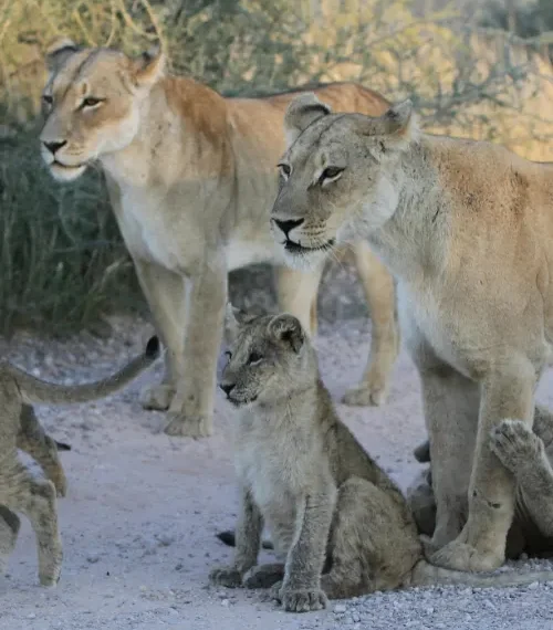 African lions and their cubs
