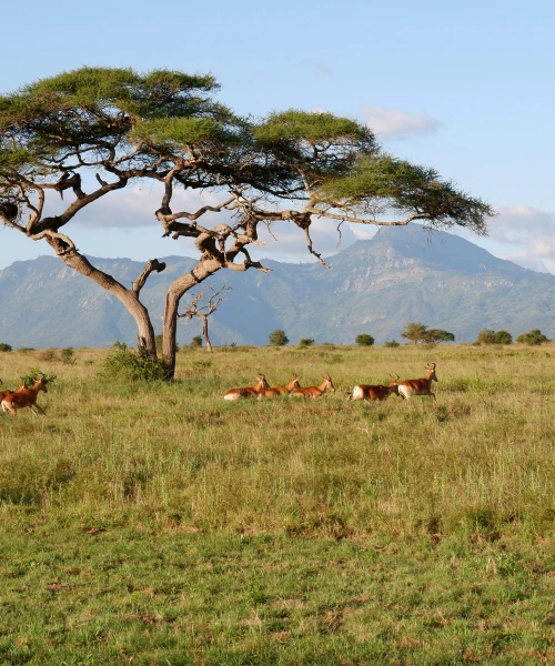 Small buck under an African tree