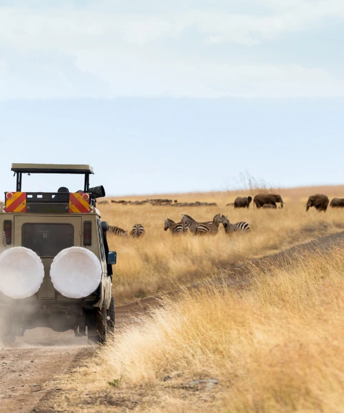 Game vehicle driving on a safari