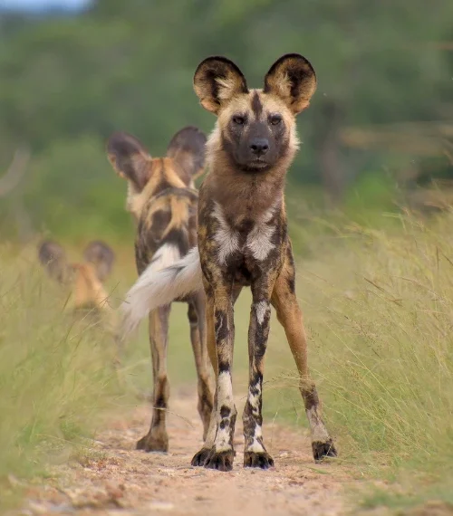 Close up of an African wild dog in Zimbabwe