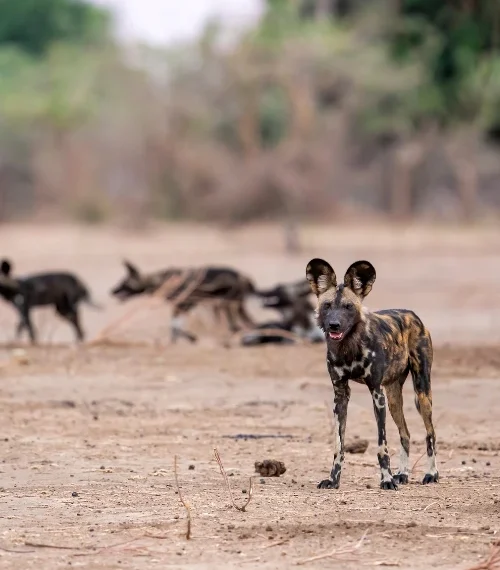 Pack of African wild dogs in Zimbabwe