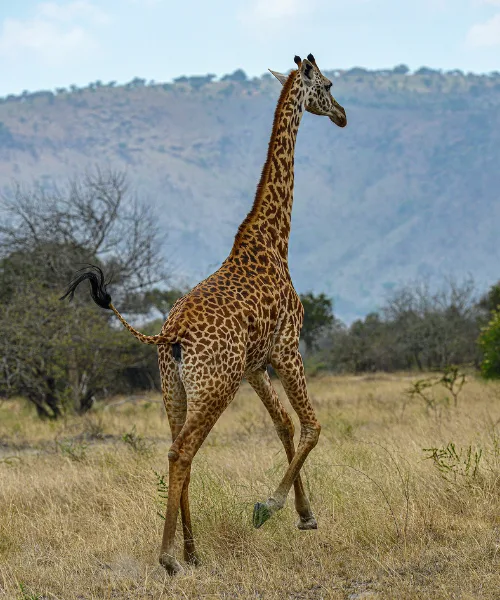 Giraffe playing in Rwanda