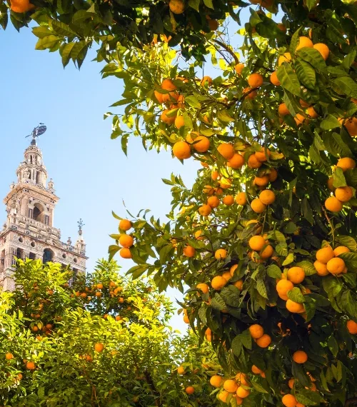 Orange tree in Andalusia