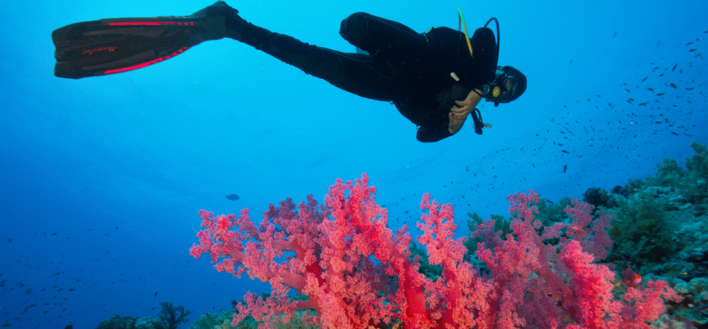 Person diving in Latin America amongst coral