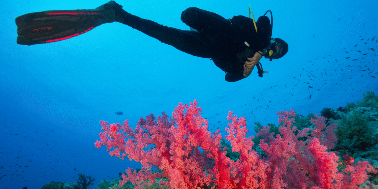 Person diving in Latin America amongst coral