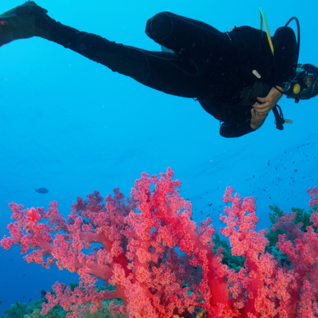 Person diving in Latin America amongst coral