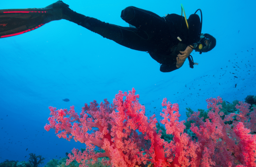 Person diving in Latin America amongst coral